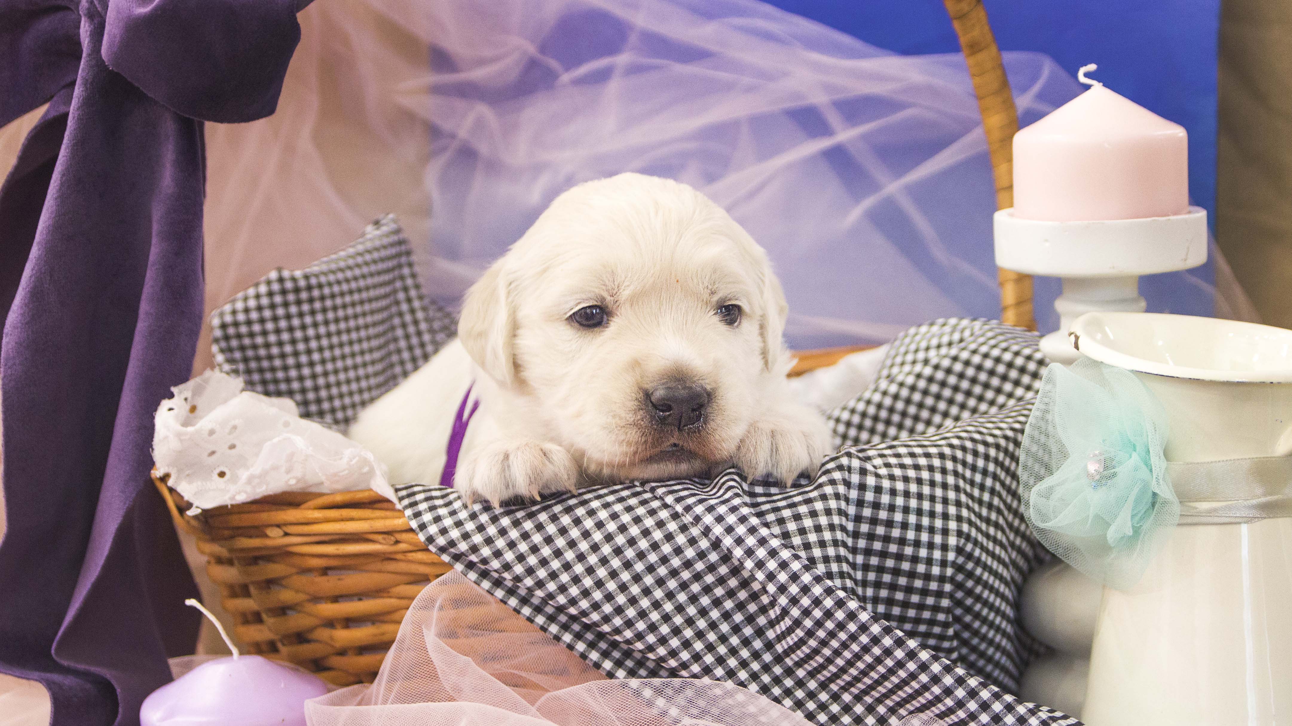 золотистый ретривер, щенок золотистого ретривера, ретривер, щенок, голден, щенок голдена