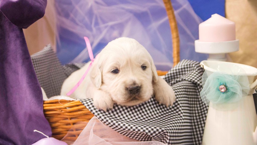 золотистый ретривер, щенок золотистого ретривера, ретривер, щенок, голден, щенок голдена