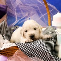 золотистый ретривер, щенок золотистого ретривера, ретривер, щенок, голден, щенок голдена