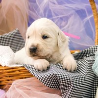 золотистый ретривер, щенок золотистого ретривера, ретривер, щенок, голден, щенок голдена