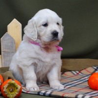 золотистый ретривер, щенок золотистого ретривера, ретривер, щенок, голден, щенок голдена