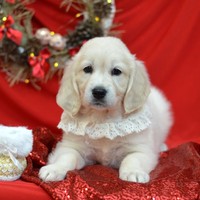 золотистый ретривер, щенок золотистого ретривера, ретривер, щенок, голден, щенок голдена