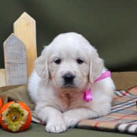 золотистый ретривер, щенок золотистого ретривера, ретривер, щенок, голден, щенок голдена