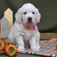 золотистый ретривер, щенок золотистого ретривера, ретривер, щенок, голден, щенок голдена