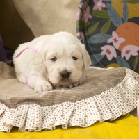 золотистый ретривер, щенок золотистого ретривера, ретривер, щенок, голден, щенок голдена