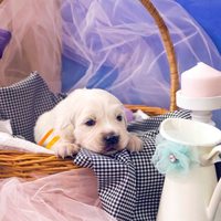 золотистый ретривер, щенок золотистого ретривера, ретривер, щенок, голден, щенок голдена