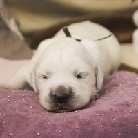 ДЕВОЧКА. КОРИЧНЕВАЯ ЛЕНТОЧКА