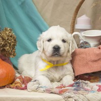 золотистый ретривер, щенок золотистого ретривера, ретривер, щенок, голден, щенок голдена