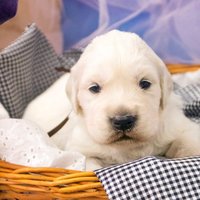 золотистый ретривер, щенок золотистого ретривера, ретривер, щенок, голден, щенок голдена