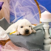 золотистый ретривер, щенок золотистого ретривера, ретривер, щенок, голден, щенок голдена