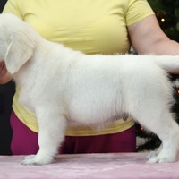 золотистый ретривер, щенок золотистого ретривера, ретривер, щенок, голден, щенок голдена