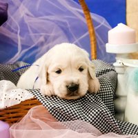 золотистый ретривер, щенок золотистого ретривера, ретривер, щенок, голден, щенок голдена