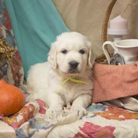 золотистый ретривер, щенок золотистого ретривера, ретривер, щенок, голден, щенок голдена