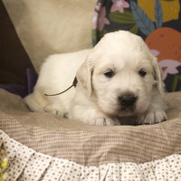 золотистый ретривер, щенок золотистого ретривера, ретривер, щенок, голден, щенок голдена