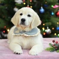 золотистый ретривер, щенок золотистого ретривера, ретривер, щенок, голден, щенок голдена