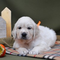 золотистый ретривер, щенок золотистого ретривера, ретривер, щенок, голден, щенок голдена