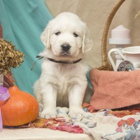 золотистый ретривер, щенок золотистого ретривера, ретривер, щенок, голден, щенок голдена