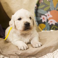 золотистый ретривер, щенок золотистого ретривера, ретривер, щенок, голден, щенок голдена