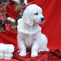 золотистый ретривер, щенок золотистого ретривера, ретривер, щенок, голден, щенок голдена