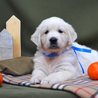 золотистый ретривер, щенок золотистого ретривера, ретривер, щенок, голден, щенок голдена