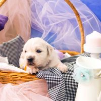 золотистый ретривер, щенок золотистого ретривера, ретривер, щенок, голден, щенок голдена