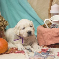 золотистый ретривер, щенок золотистого ретривера, ретривер, щенок, голден, щенок голдена