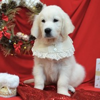 золотистый ретривер, щенок золотистого ретривера, ретривер, щенок, голден, щенок голдена