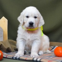 золотистый ретривер, щенок золотистого ретривера, ретривер, щенок, голден, щенок голдена