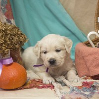 золотистый ретривер, щенок золотистого ретривера, ретривер, щенок, голден, щенок голдена