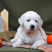 золотистый ретривер, щенок золотистого ретривера, ретривер, щенок, голден, щенок голдена