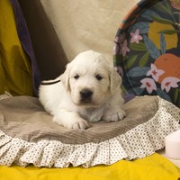 золотистый ретривер, щенок золотистого ретривера, ретривер, щенок, голден, щенок голдена