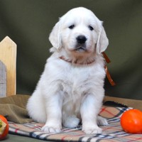 золотистый ретривер, щенок золотистого ретривера, ретривер, щенок, голден, щенок голдена