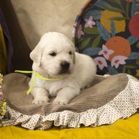 золотистый ретривер, щенок золотистого ретривера, ретривер, щенок, голден, щенок голдена