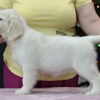 золотистый ретривер, щенок золотистого ретривера, ретривер, щенок, голден, щенок голдена