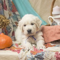 золотистый ретривер, щенок золотистого ретривера, ретривер, щенок, голден, щенок голдена