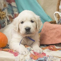 золотистый ретривер, щенок золотистого ретривера, ретривер, щенок, голден, щенок голдена