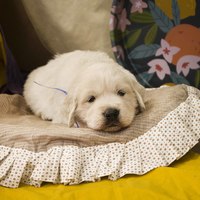 золотистый ретривер, щенок золотистого ретривера, ретривер, щенок, голден, щенок голдена