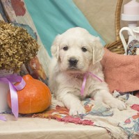 золотистый ретривер, щенок золотистого ретривера, ретривер, щенок, голден, щенок голдена