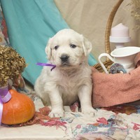 золотистый ретривер, щенок золотистого ретривера, ретривер, щенок, голден, щенок голдена