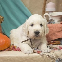 золотистый ретривер, щенок золотистого ретривера, ретривер, щенок, голден, щенок голдена