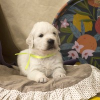 золотистый ретривер, щенок золотистого ретривера, ретривер, щенок, голден, щенок голдена