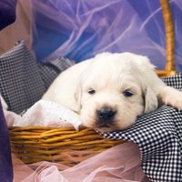 золотистый ретривер, щенок золотистого ретривера, ретривер, щенок, голден, щенок голдена