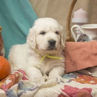 золотистый ретривер, щенок золотистого ретривера, ретривер, щенок, голден, щенок голдена