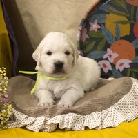 золотистый ретривер, щенок золотистого ретривера, ретривер, щенок, голден, щенок голдена