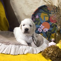 золотистый ретривер, щенок золотистого ретривера, ретривер, щенок, голден, щенок голдена