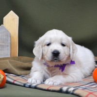 золотистый ретривер, щенок золотистого ретривера, ретривер, щенок, голден, щенок голдена