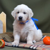 золотистый ретривер, щенок золотистого ретривера, ретривер, щенок, голден, щенок голдена