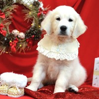 золотистый ретривер, щенок золотистого ретривера, ретривер, щенок, голден, щенок голдена