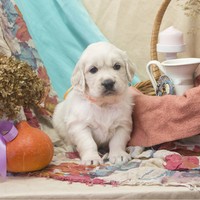 золотистый ретривер, щенок золотистого ретривера, ретривер, щенок, голден, щенок голдена