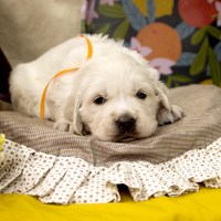 золотистый ретривер, щенок золотистого ретривера, ретривер, щенок, голден, щенок голдена